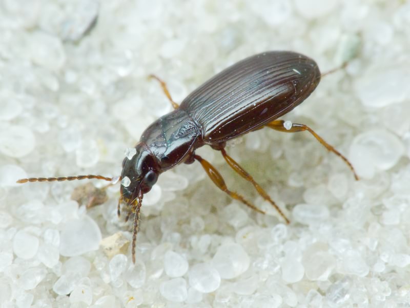 Carabidae Latreille, 1802